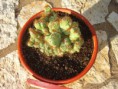 /album/cactaceae-a-c/cereus-peruvianus-monstrousus-variegatus-3-jpg/